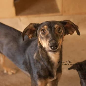 Lalo, male Mixed Breed for adoption at Protectora Arca International (Aldover)