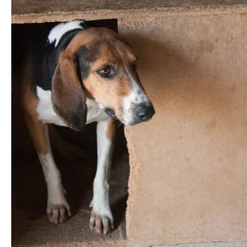 León, male Mixed Breed for adoption at Protectora Arca International (Aldover)