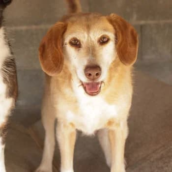Suah, female senior Mixed Breed for adoption at Protectora Arca International (Aldover)