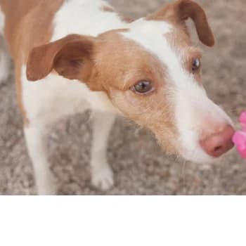 Mic, male Mixed Breed for adoption at Protectora Arca International (Aldover)