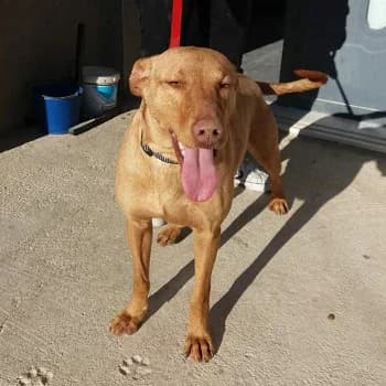 Fugaç, male 3yo Mixed Breed for adoption at Protectora Arca International (Aldover)