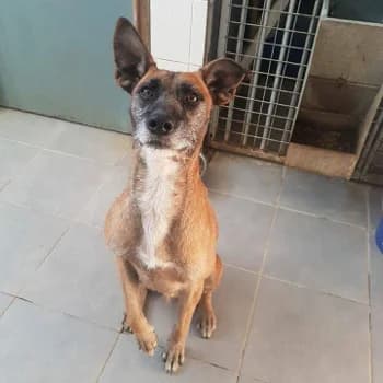 Truss, male 6yo Mixed Breed for adoption at Protectora Arca International (Aldover)