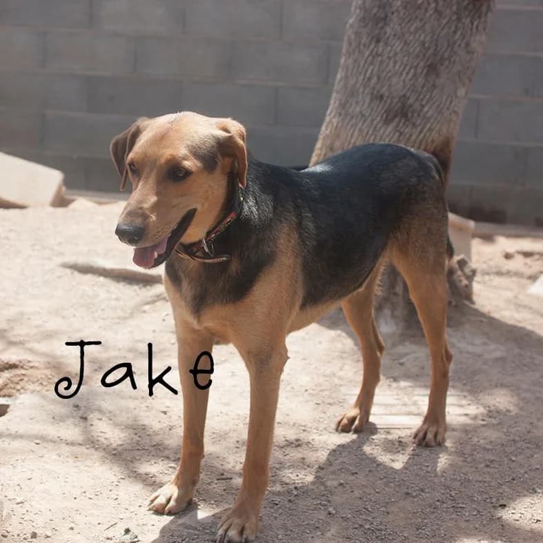 Jake, male Mixed Breed for adoption at Protectora Arca International (Aldover)