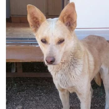 Vixey, female Mixed Breed for adoption at Protectora Arca International (Aldover)