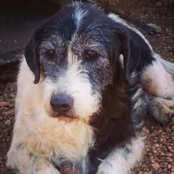 Xulo, male Mixed Breed for adoption at Protectora Arca International (Aldover)