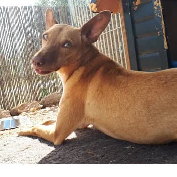 Moni, female Mixed Breed for adoption at Protectora Arca International (Aldover)