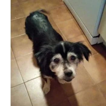 Remo, male Mixed Breed for adoption at Protectora Arca International (Aldover)