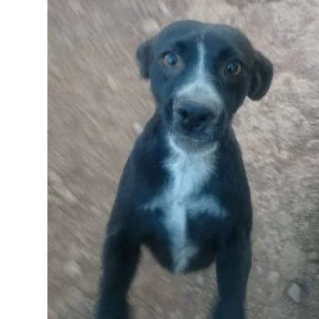 Jojo, male Mixed Breed for adoption at Protectora Arca International (Aldover)