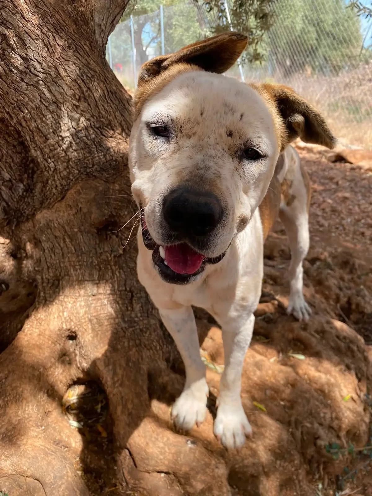 Gofre, male Mixed Breed for adoption at Protectora Arca International (Aldover)