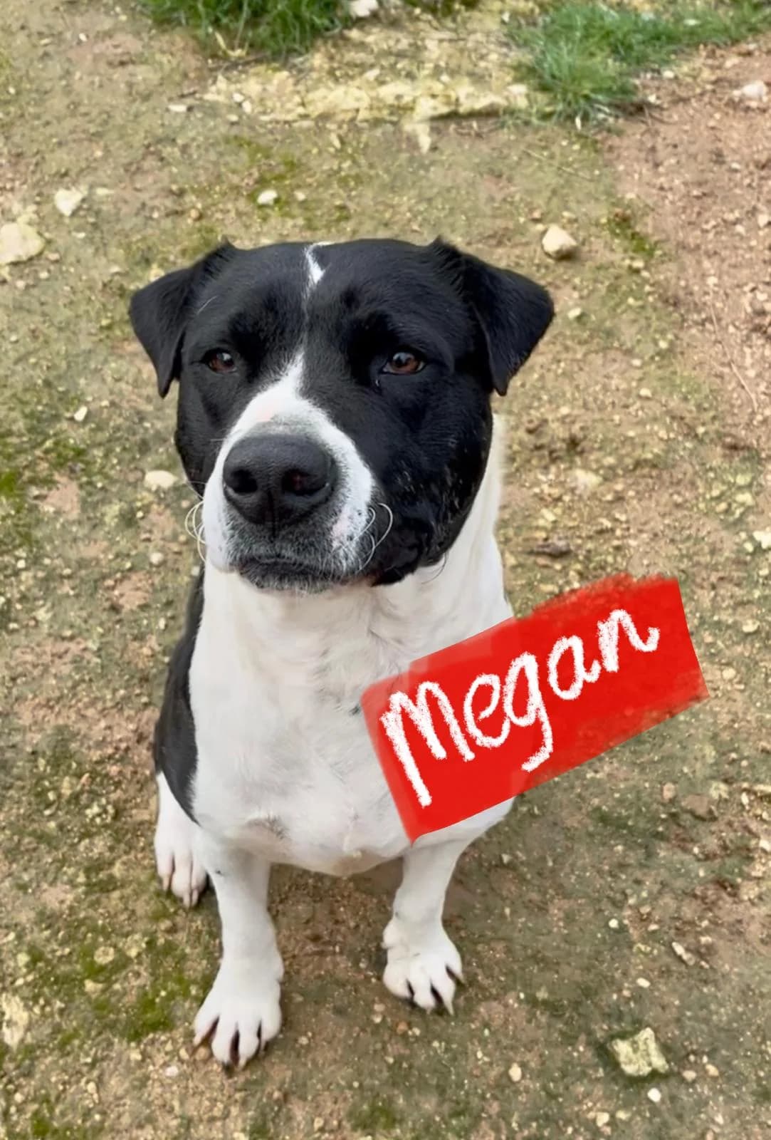Megan, female Mixed Breed for adoption at Protectora Arca International (Aldover)