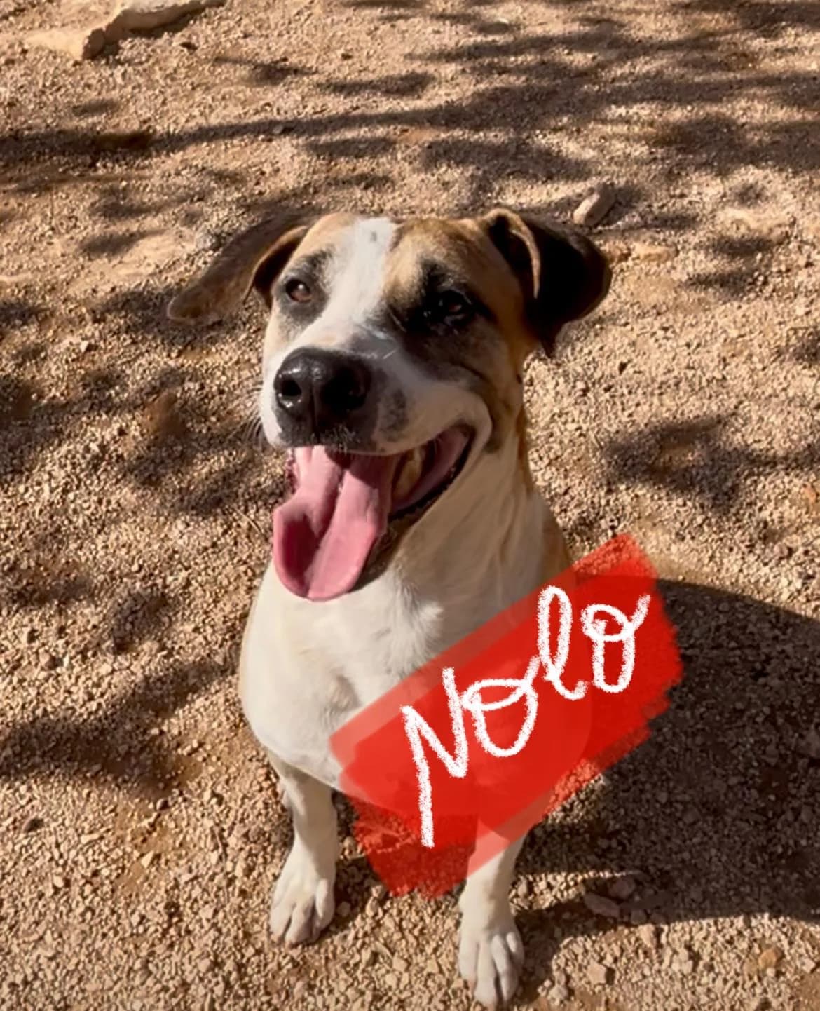 Nolo, male Mixed Breed for adoption at Protectora Arca International (Aldover)