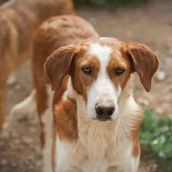 Pablo, male Mixed Breed for adoption at Protectora Arca International (Aldover)