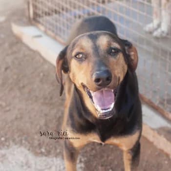 Chester, male young Mixed Breed for adoption at Protectora Arca International (Aldover)