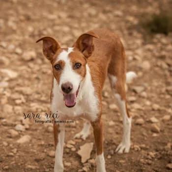 Buddy, male Mixed Breed for adoption at Protectora Arca International (Aldover)