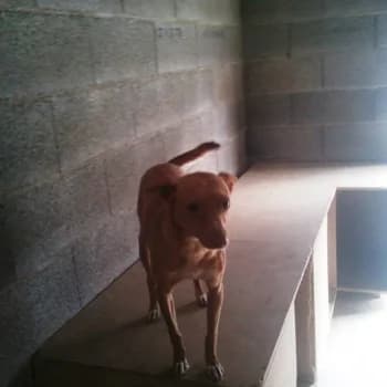 Pinotxo, male 6yo Mixed Breed for adoption at Protectora Arca International (Aldover)
