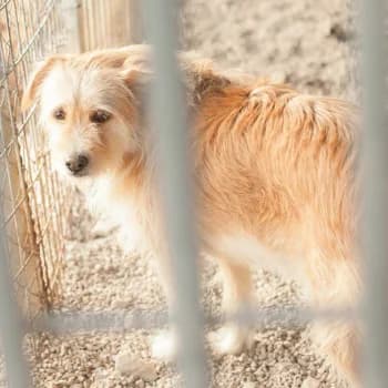 Sammy (Caneleta), female 4yo Mixed Breed for adoption at Protectora Arca International (Aldover)