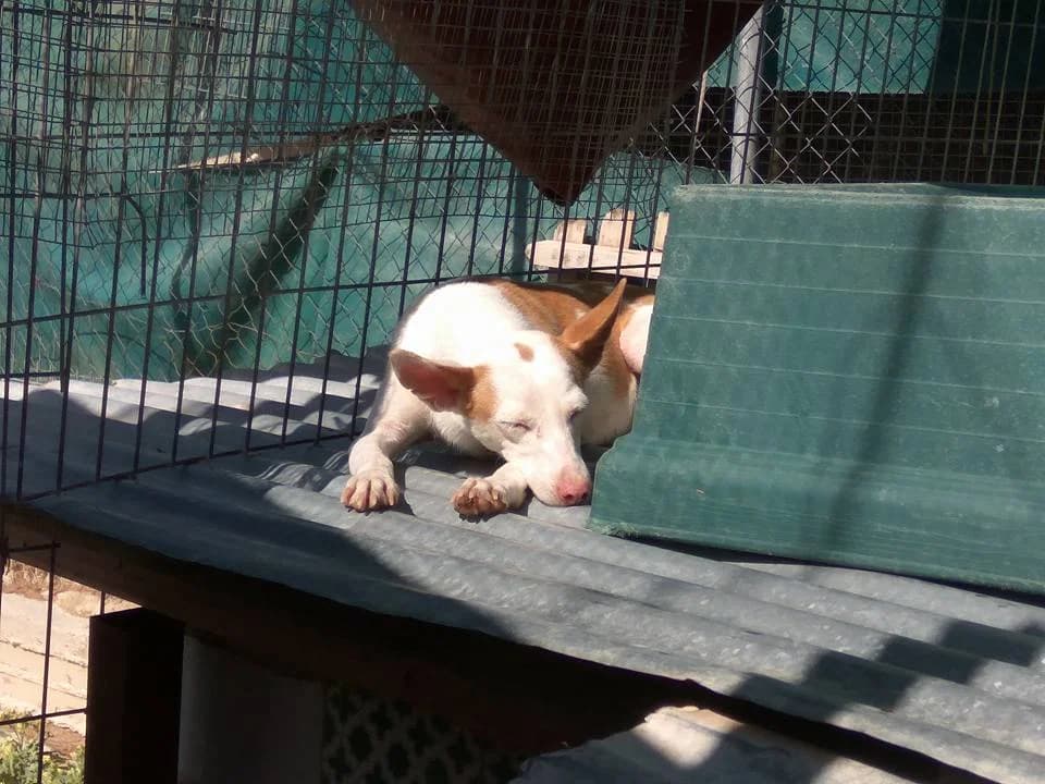 Adán, male senior Mixed Breed for adoption at ArcoNatura Linares