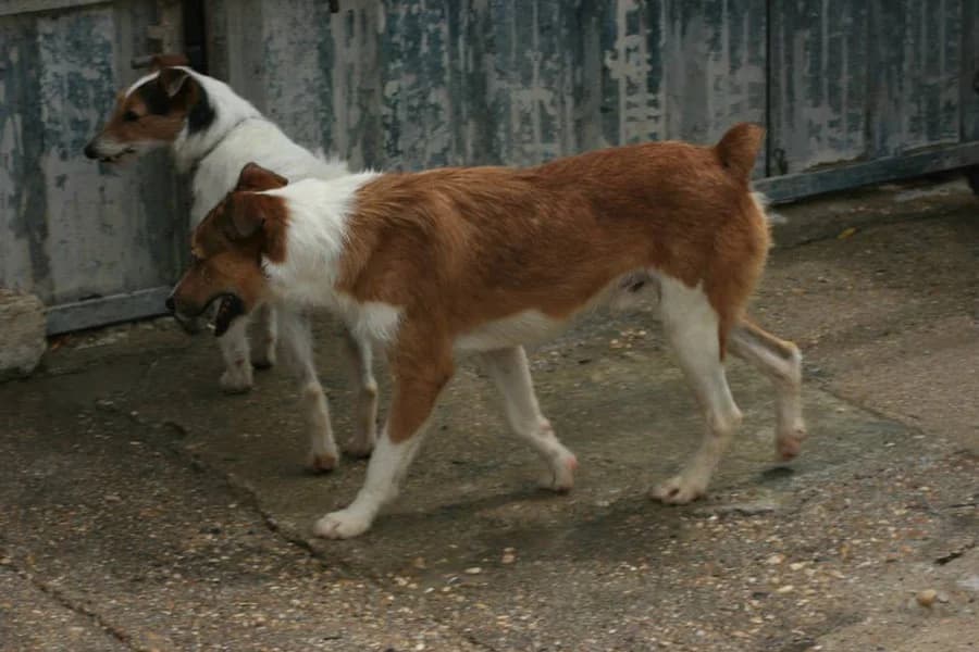 Agüero, male senior Mixed Breed for adoption at ArcoNatura Linares