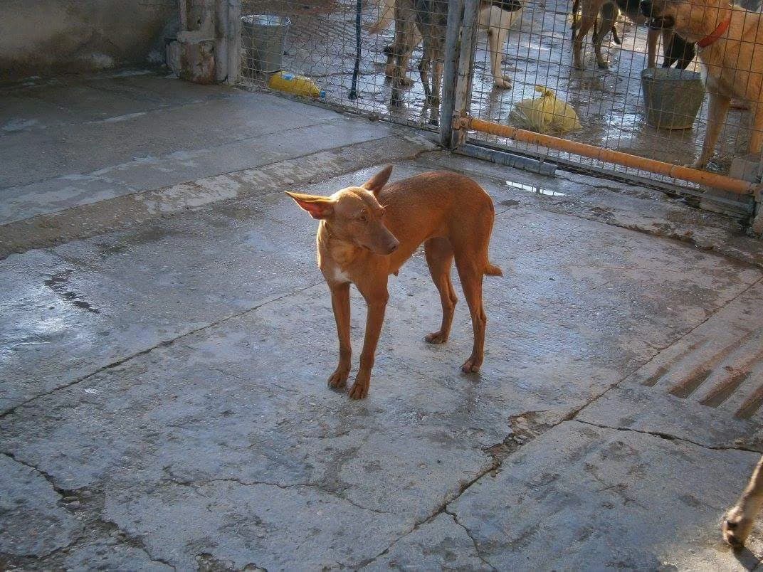 Alisa, female Mixed Breed for adoption at ArcoNatura Linares