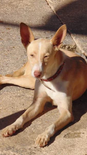 Belinda, female senior Mixed Breed for adoption at ArcoNatura Linares
