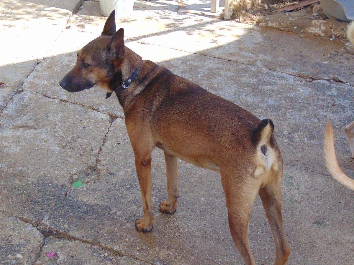 Curro, male senior Mixed Breed for adoption at ArcoNatura Linares