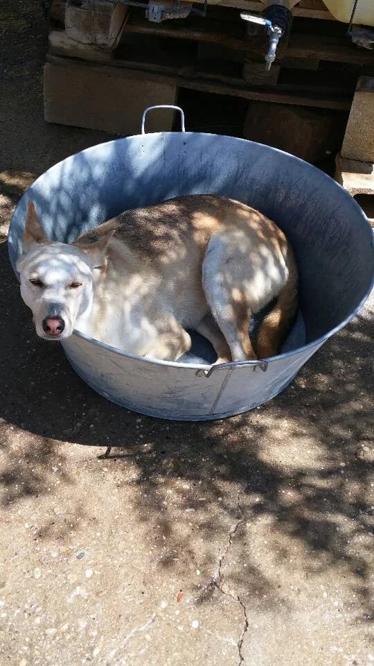 Dorian, male senior Mixed Breed for adoption at ArcoNatura Linares