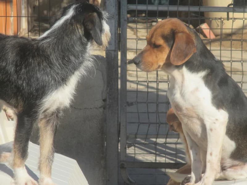 Draco, male senior Mixed Breed for adoption at ArcoNatura Linares