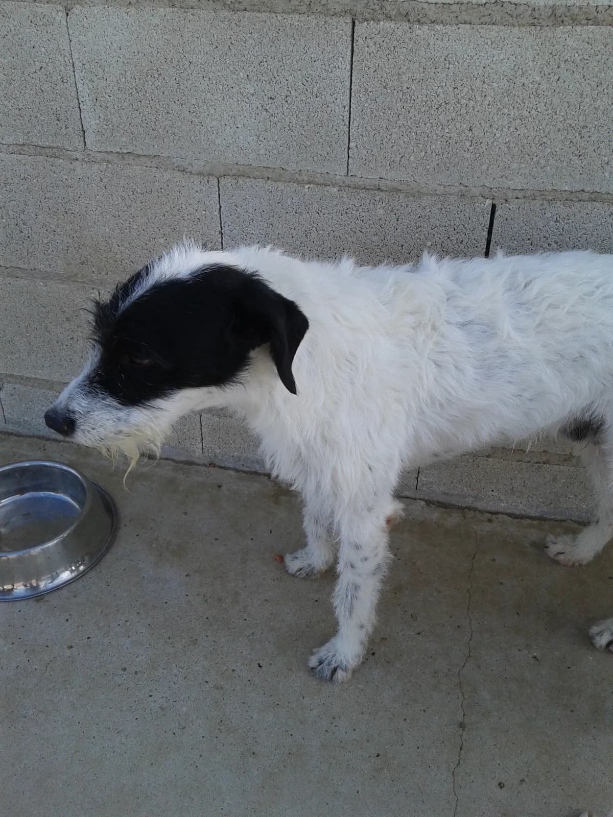 Erik, male senior Mixed Breed for adoption at ArcoNatura Linares