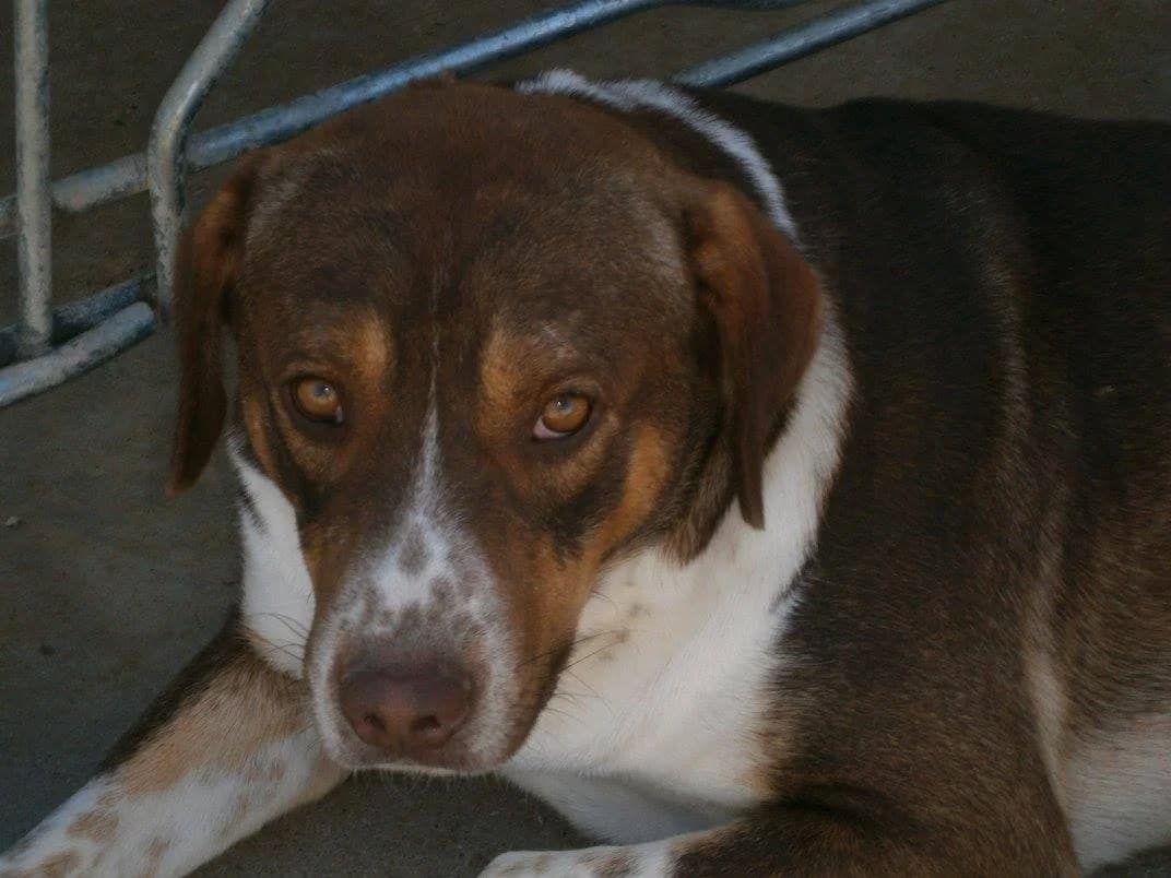 Fede, male Mixed Breed for adoption at ArcoNatura Linares