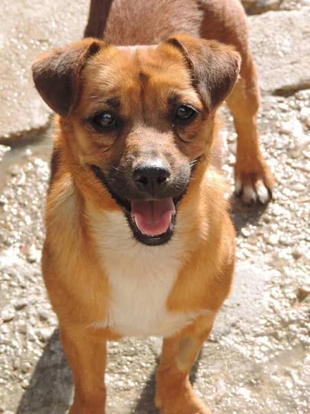 Harman, male senior Mixed Breed for adoption at ArcoNatura Linares