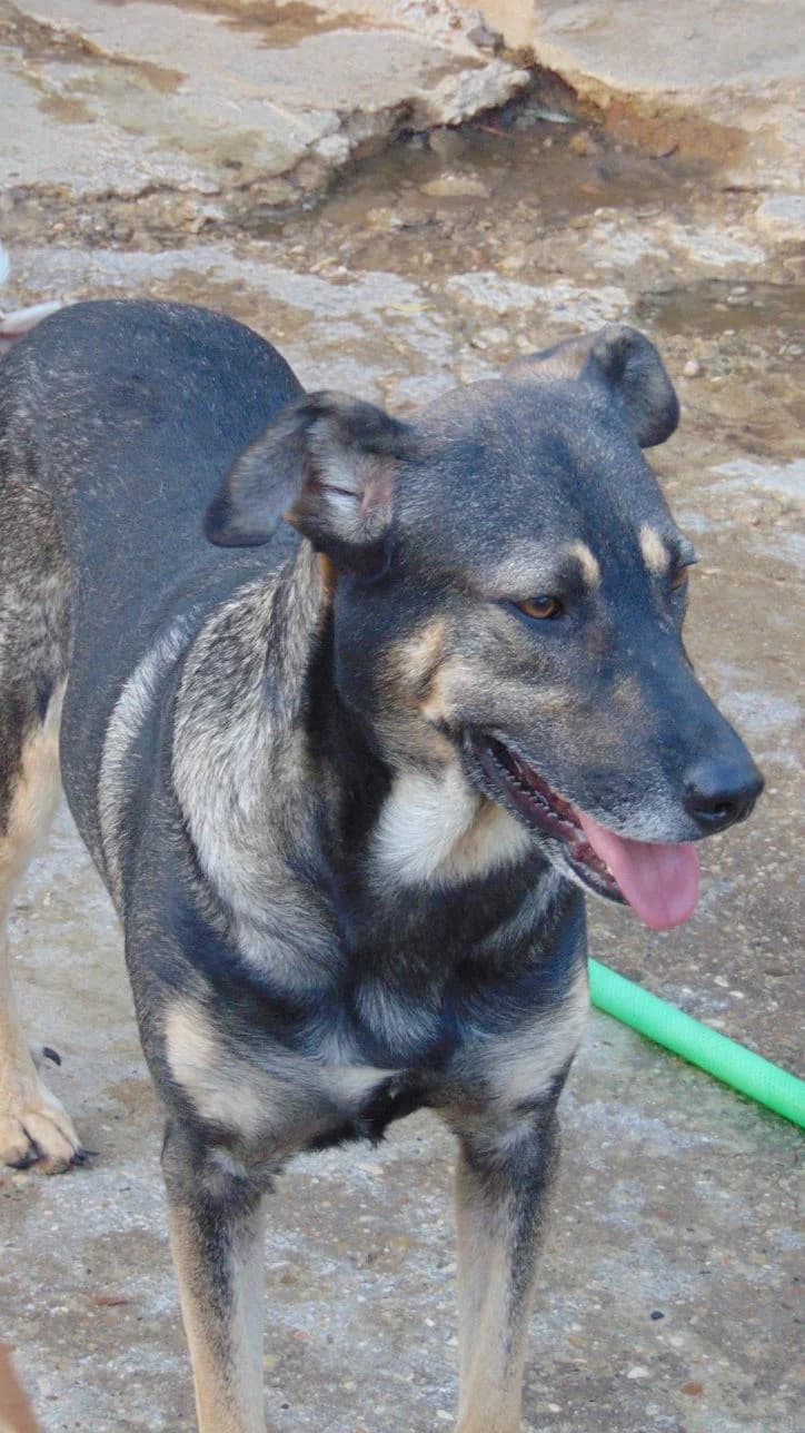 Joe, male senior Mixed Breed for adoption at ArcoNatura Linares