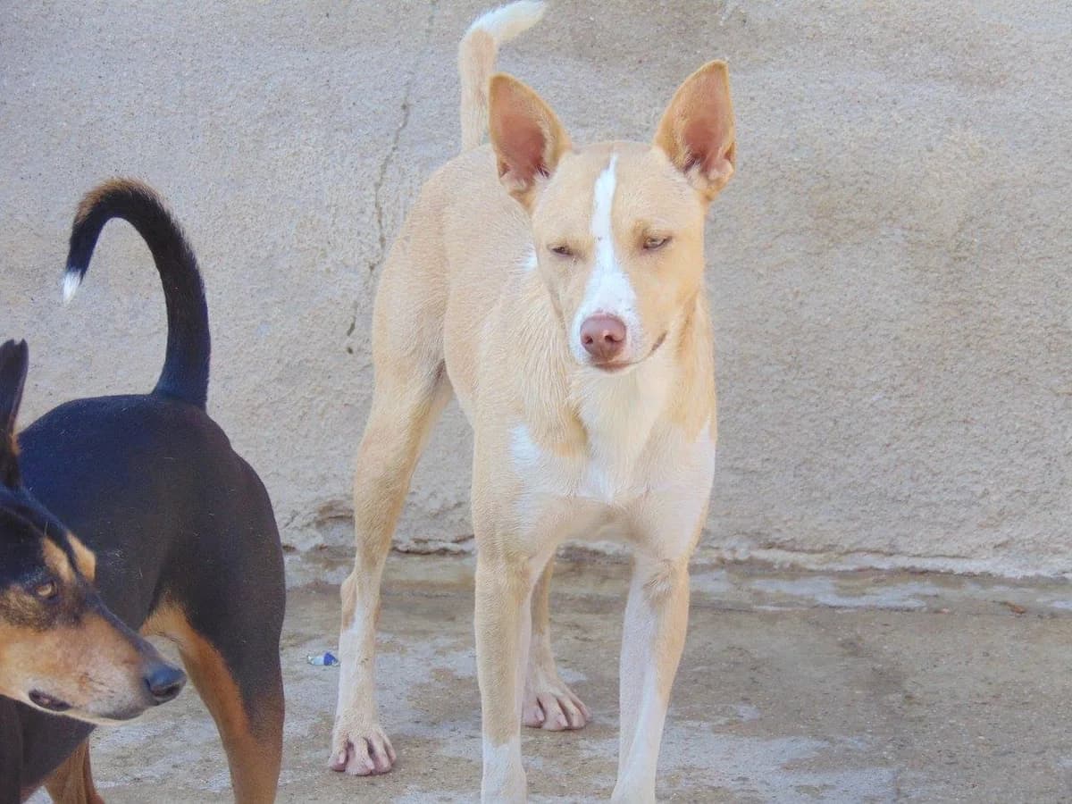 Junior, male senior Mixed Breed for adoption at ArcoNatura Linares