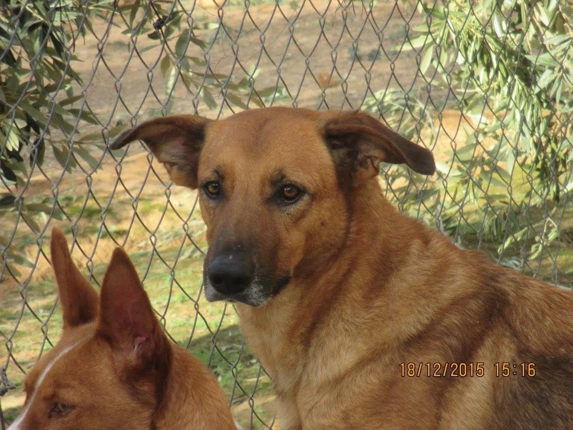 Kerry, female senior Mixed Breed for adoption at ArcoNatura Linares