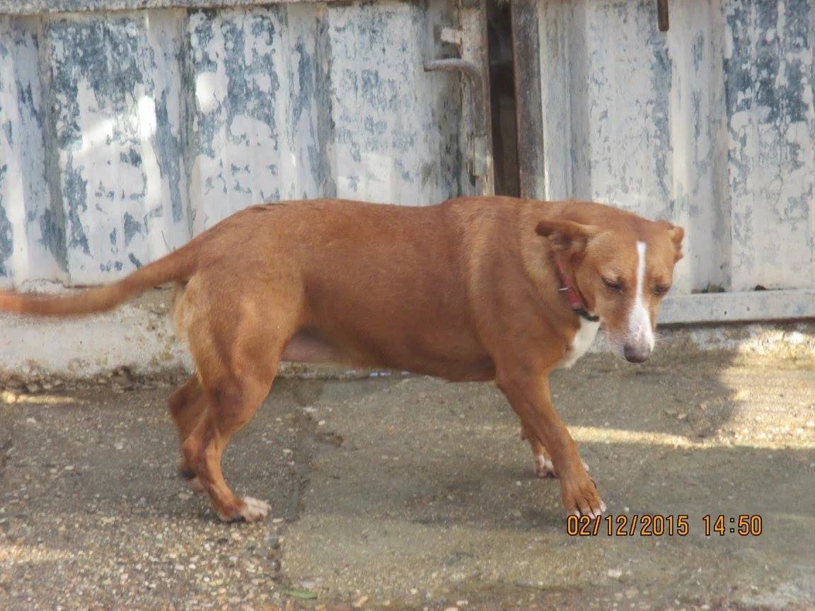 Luna, female senior Mixed Breed for adoption at ArcoNatura Linares