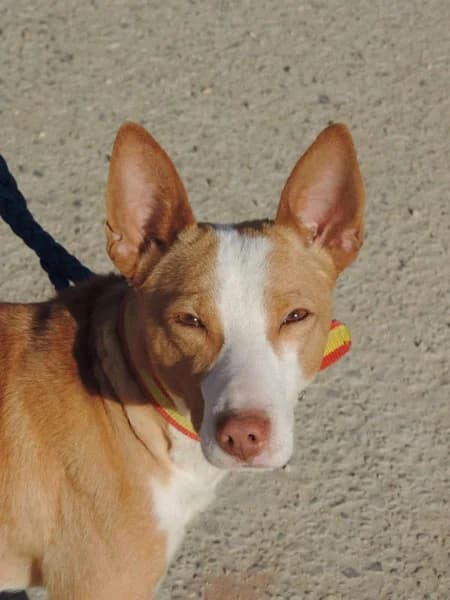 Madiba, male Mixed Breed for adoption at ArcoNatura Linares