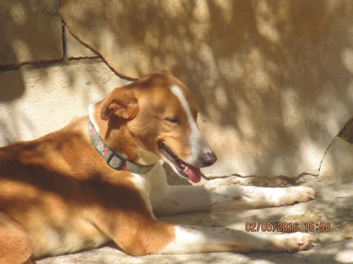 Mus, male senior Mixed Breed for adoption at ArcoNatura Linares