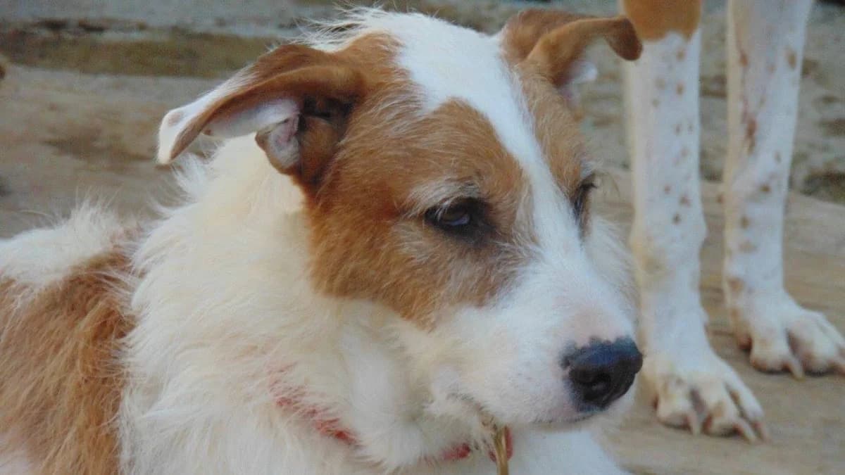 Poden, male senior Mixed Breed for adoption at ArcoNatura Linares
