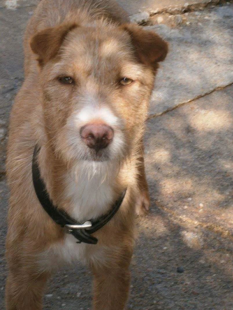 Quidam, female senior Mixed Breed for adoption at ArcoNatura Linares