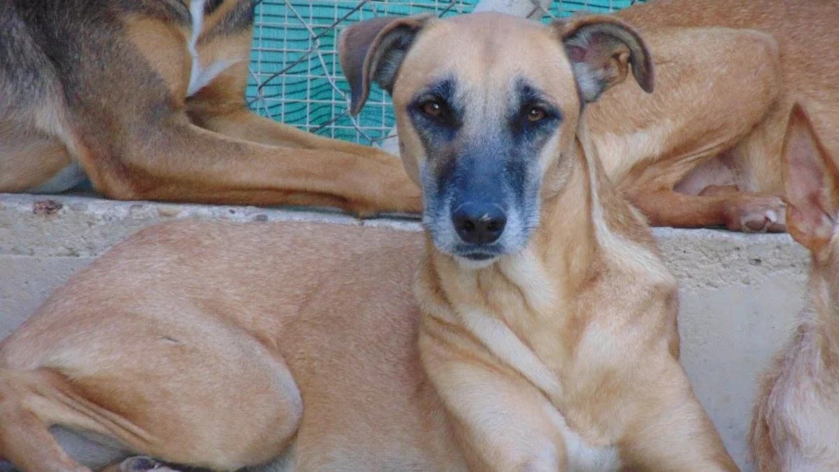 Rachel, female senior Mixed Breed for adoption at ArcoNatura Linares