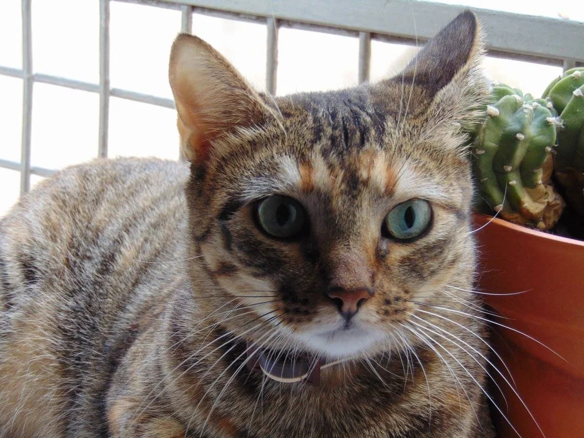 Tina, female senior Mixed Breed for adoption at ArcoNatura Linares