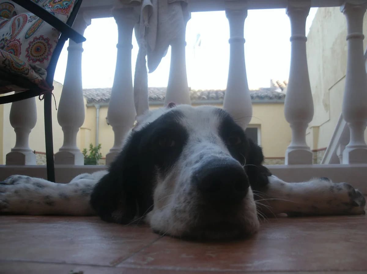 Troy, male senior Mixed Breed for adoption at ArcoNatura Linares