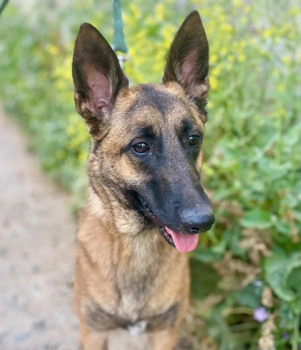 Olga, female 4yo Belgian Malinois for adoption at Argos Sevilla, Seville