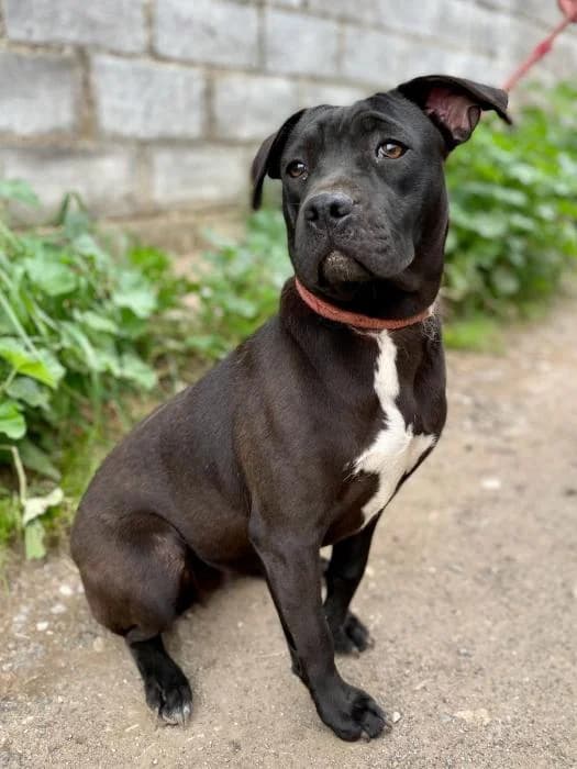 Kenia, female 3yo Mixed Breed Cat for adoption at Argos Sevilla, Seville