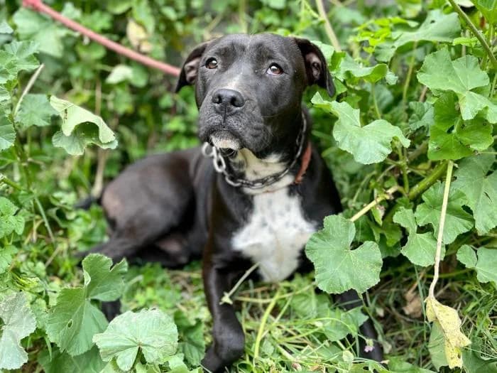 Congo, male 3yo Mixed Breed Cat for adoption at Argos Sevilla, Seville