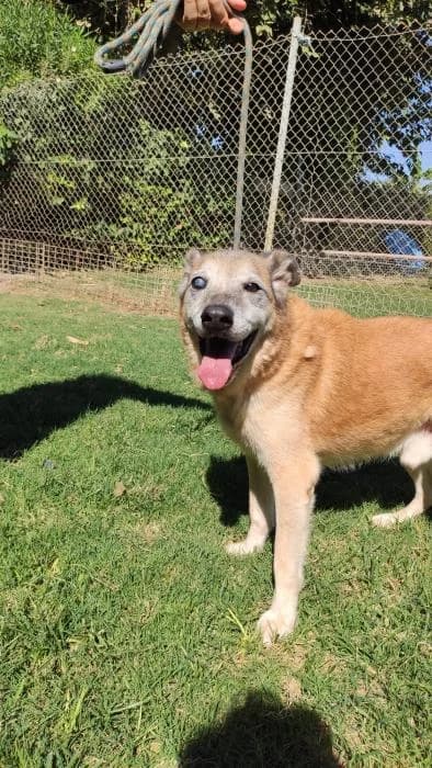 Kronos, male senior mixed breed for adoption at Argos Sevilla, Seville