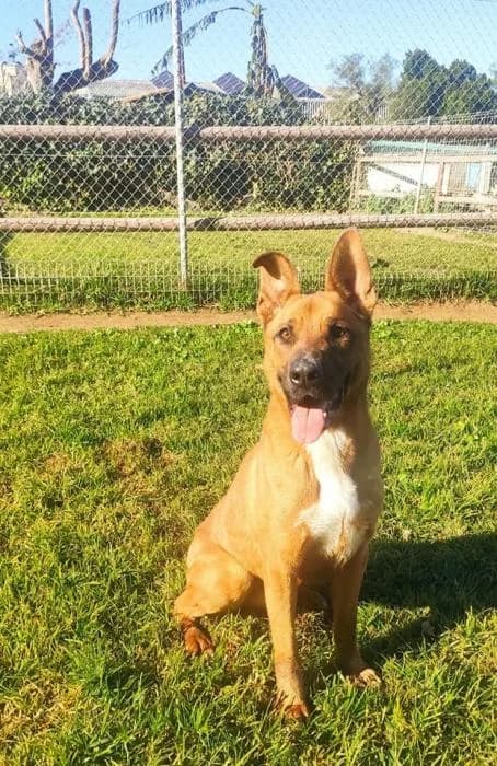 Thai, male 5yo mixed breed for adoption at Argos Sevilla, Seville