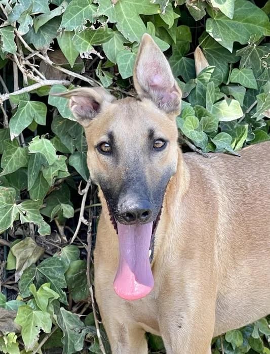 Apolo, male 4yo Galgo Español for adoption at Argos Sevilla, Seville