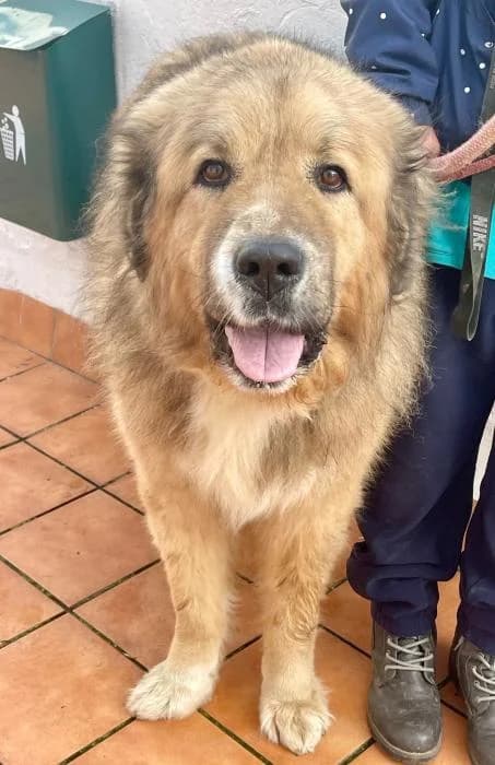 Bastian, male 6yo mixed breed for adoption at Argos Sevilla, Seville