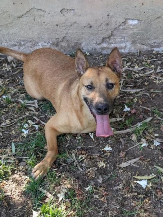 Bola, male 4yo mixed breed for adoption at Argos Sevilla, Seville