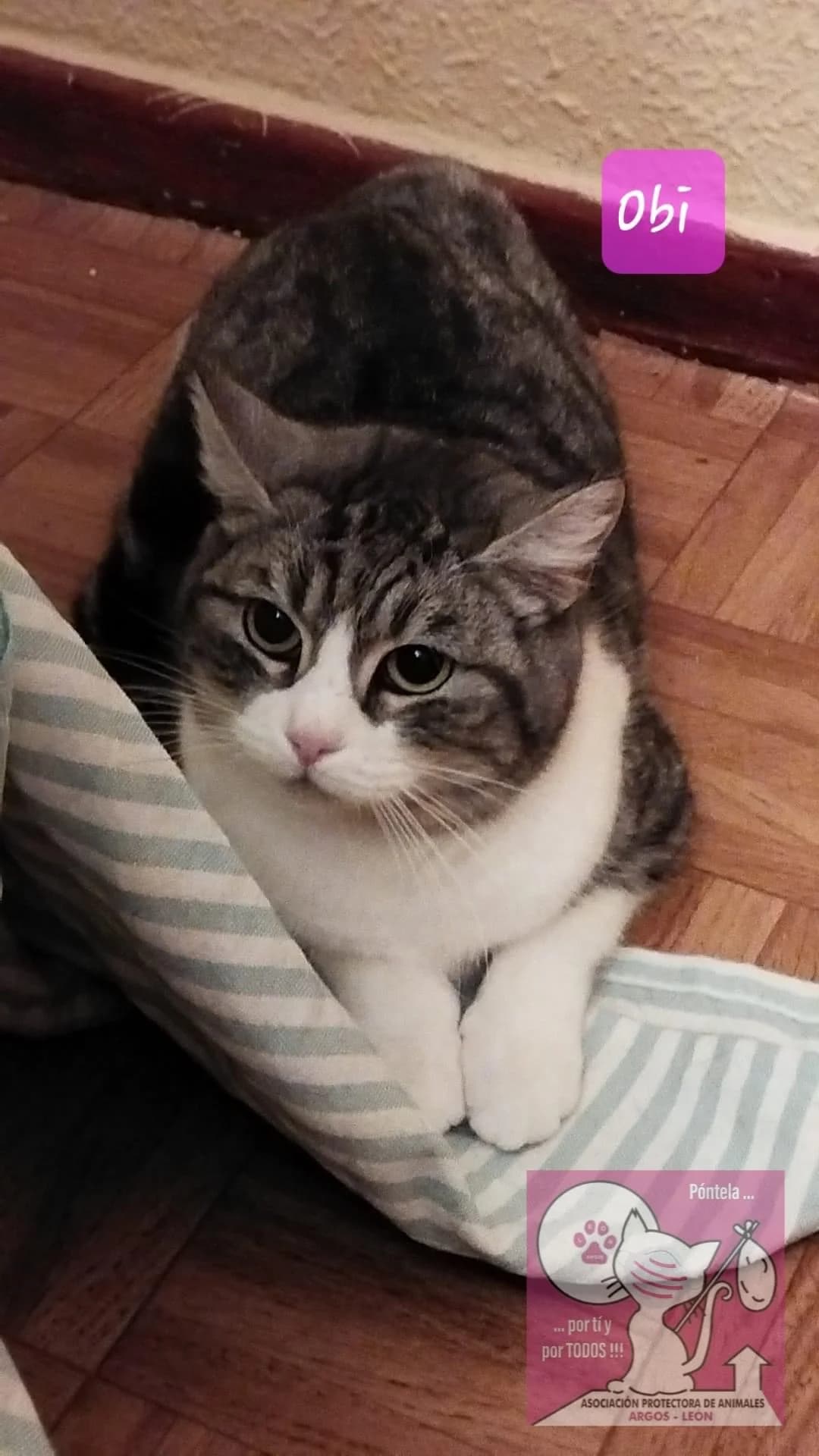 Obiwana,  European Shorthair for adoption at ARGOS León